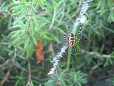 Invertebrate Spider Web Wildlife Arthropod photo