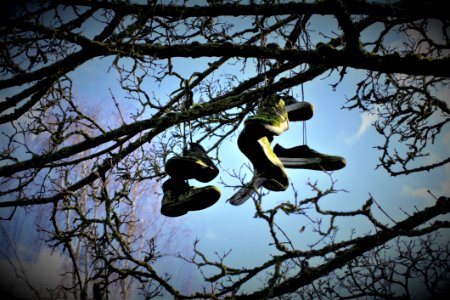 Tree Branch Woody Plant Sky photo