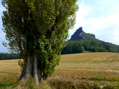 Tree Grassland Field Ecosystem