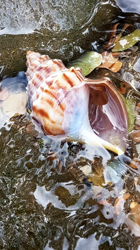 Water Seashell Conch Marine Biology