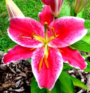 Flower Lily Plant Pink photo