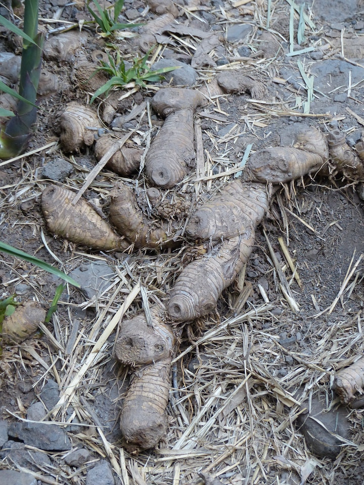 Tubers bamboo reed