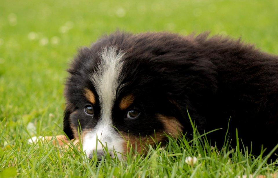 Dog Dog Like Mammal Bernese Mountain Dog Dog Breed