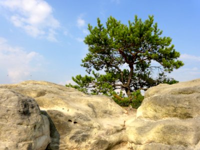 Tree Rock Woody Plant Vegetation