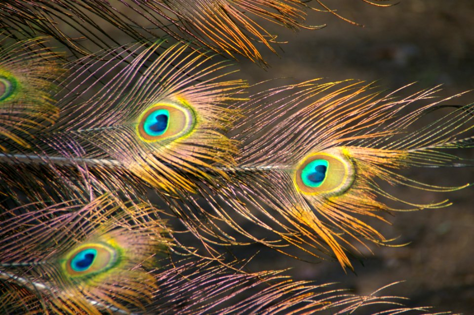 Feather Fauna Close Up Beak