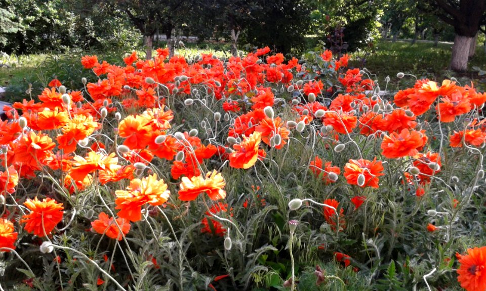 Plant Flower Wildflower Flowering Plant