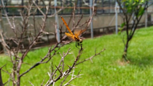 Ecosystem Fauna Wildlife Insect
