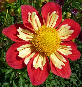 Summer plant red