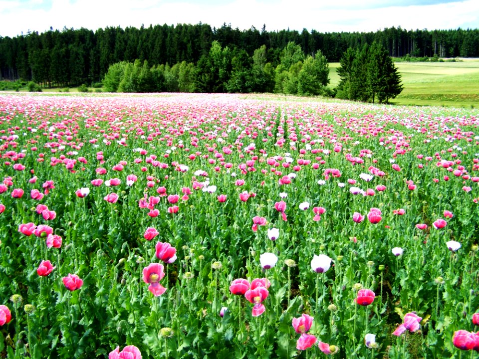 Flower Field Ecosystem Meadow