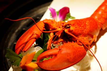Seafood American Lobster Lobster Decapoda photo