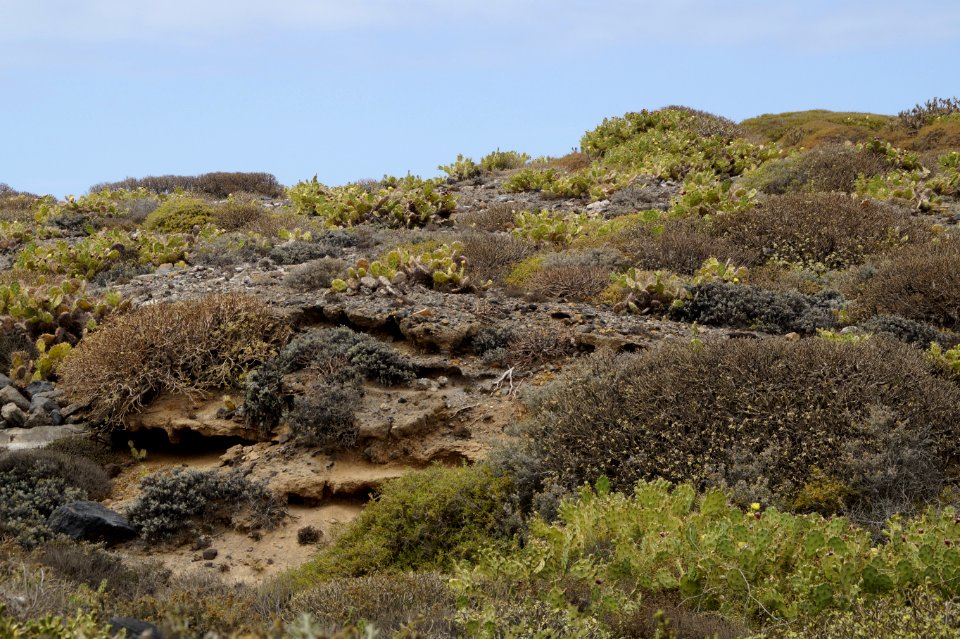 Vegetation Ecosystem Rock Shrubland