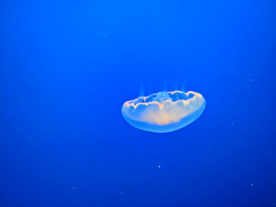Jellyfish Cnidaria Marine Invertebrates Invertebrate