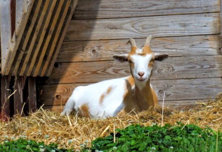 Goats Goat Fauna Cow Goat Family photo