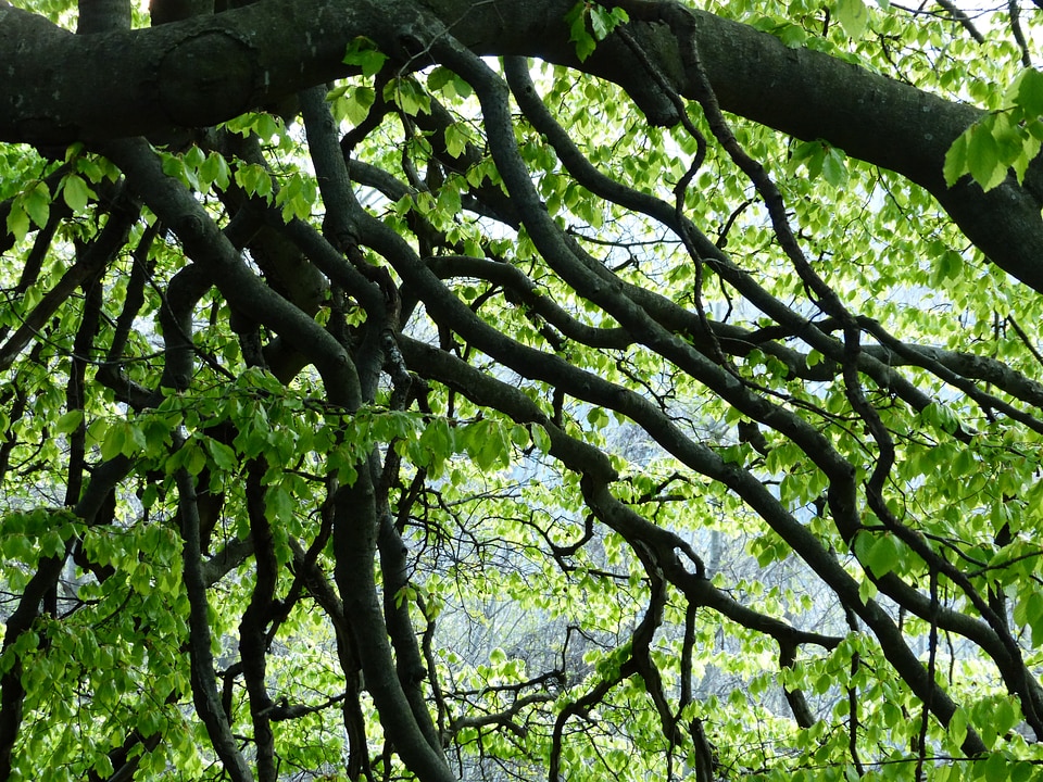 Tree canopy green