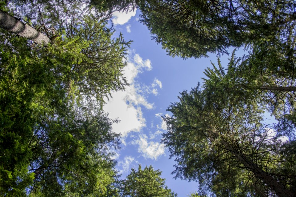 Sky Tree Nature Ecosystem