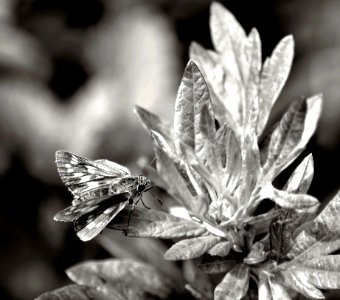 Black And White Monochrome Photography Insect Flora