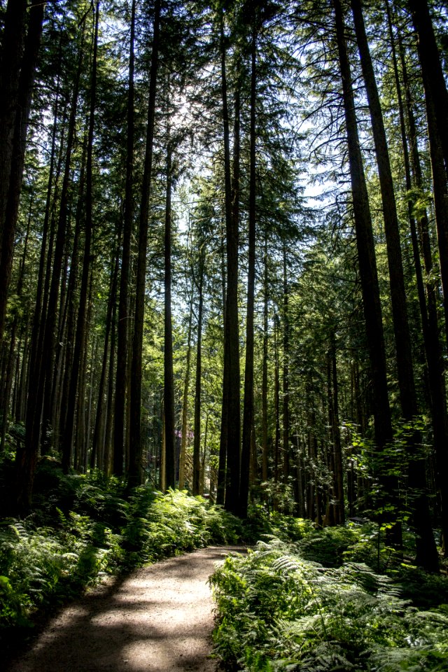 Forest Path Woodland Nature
