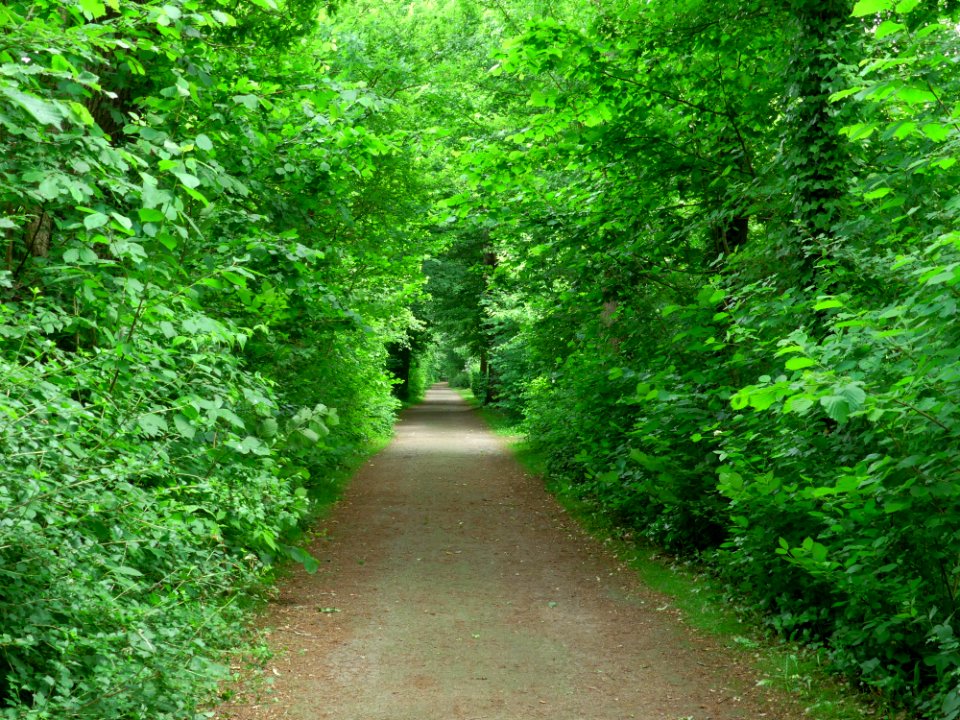 Vegetation Ecosystem Nature Nature Reserve