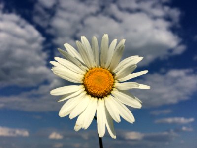 Flower Oxeye Daisy Sky Daisy