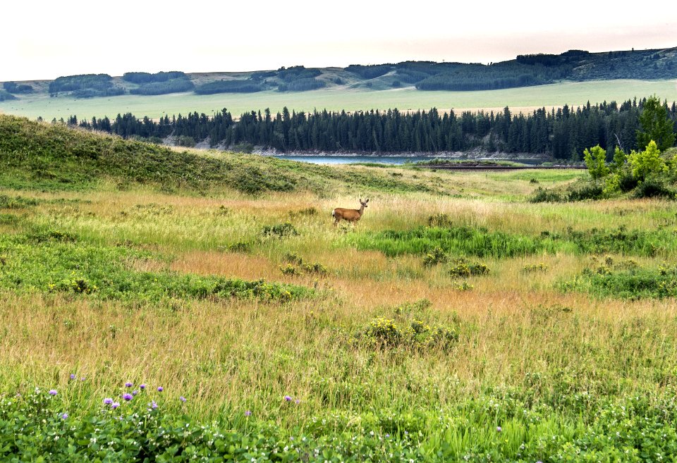 Grassland Ecosystem Pasture Wilderness