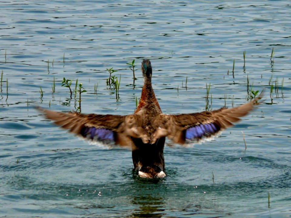Bird Duck Water Bird Fauna