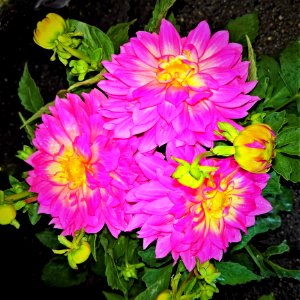 Flower Plant Flowering Plant Aster