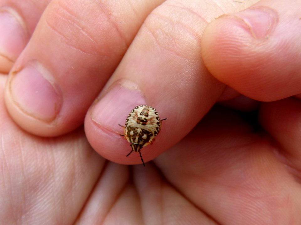 Finger Nail Jewellery Close Up