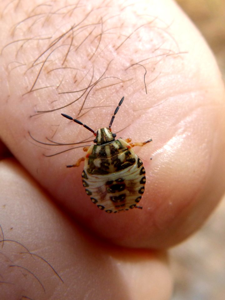 Insect Invertebrate Fauna Eye