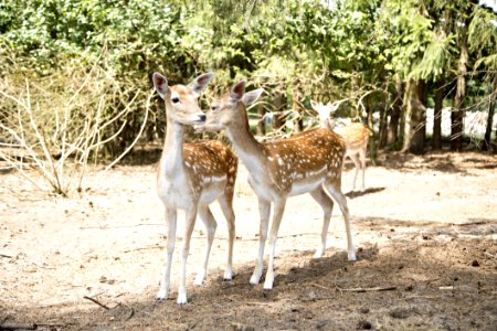 Wildlife Deer Fauna Terrestrial Animal photo