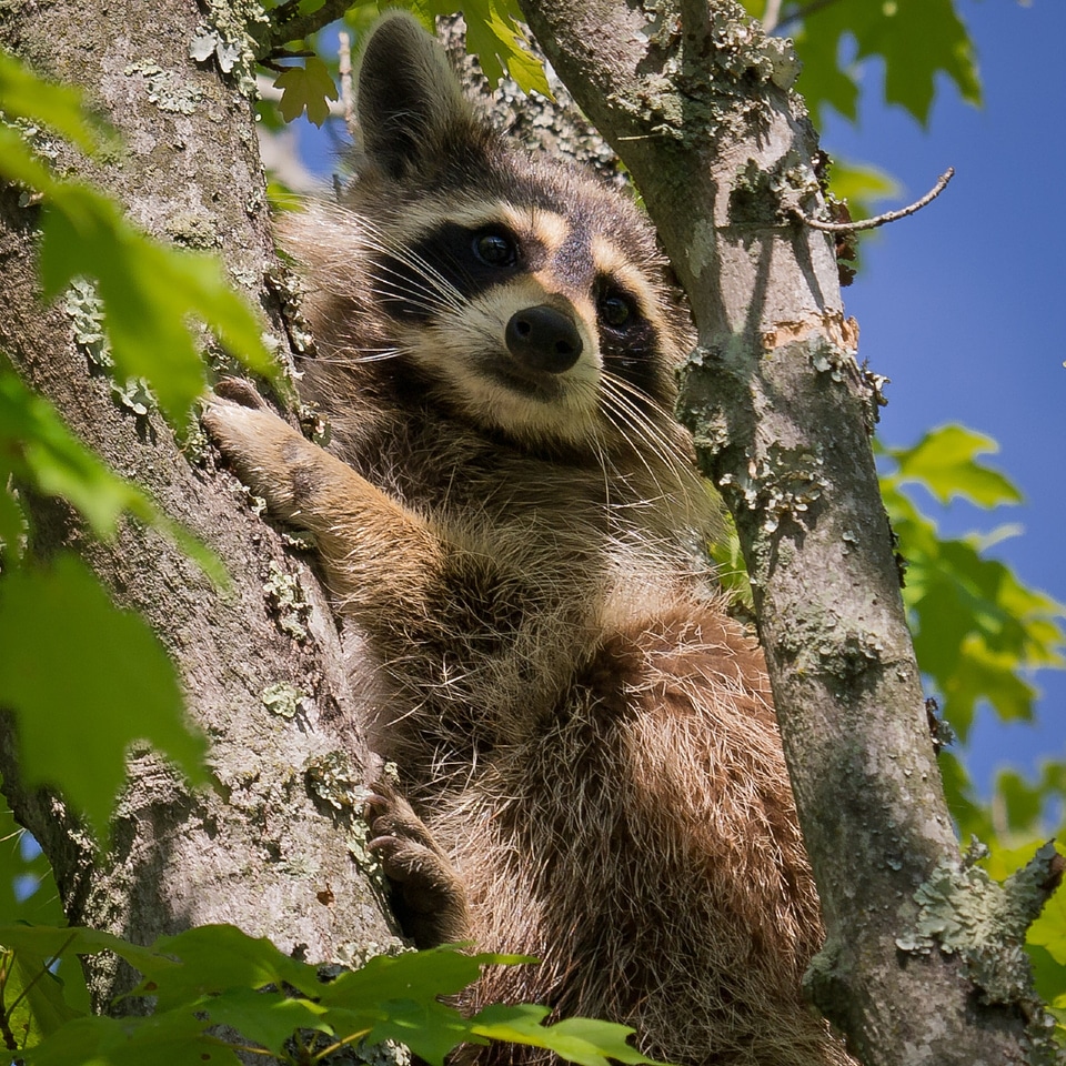 Close animal nature