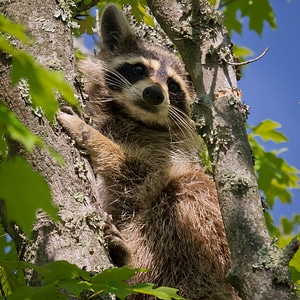 Close animal nature