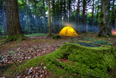 Ecosystem Wilderness Forest Nature Reserve