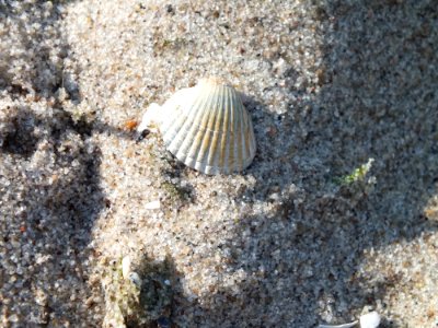 Cockle Seashell Clam Organism photo