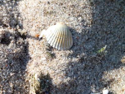 Cockle Seashell Clam Organism