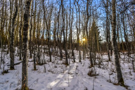 Winter Snow Ecosystem Tree