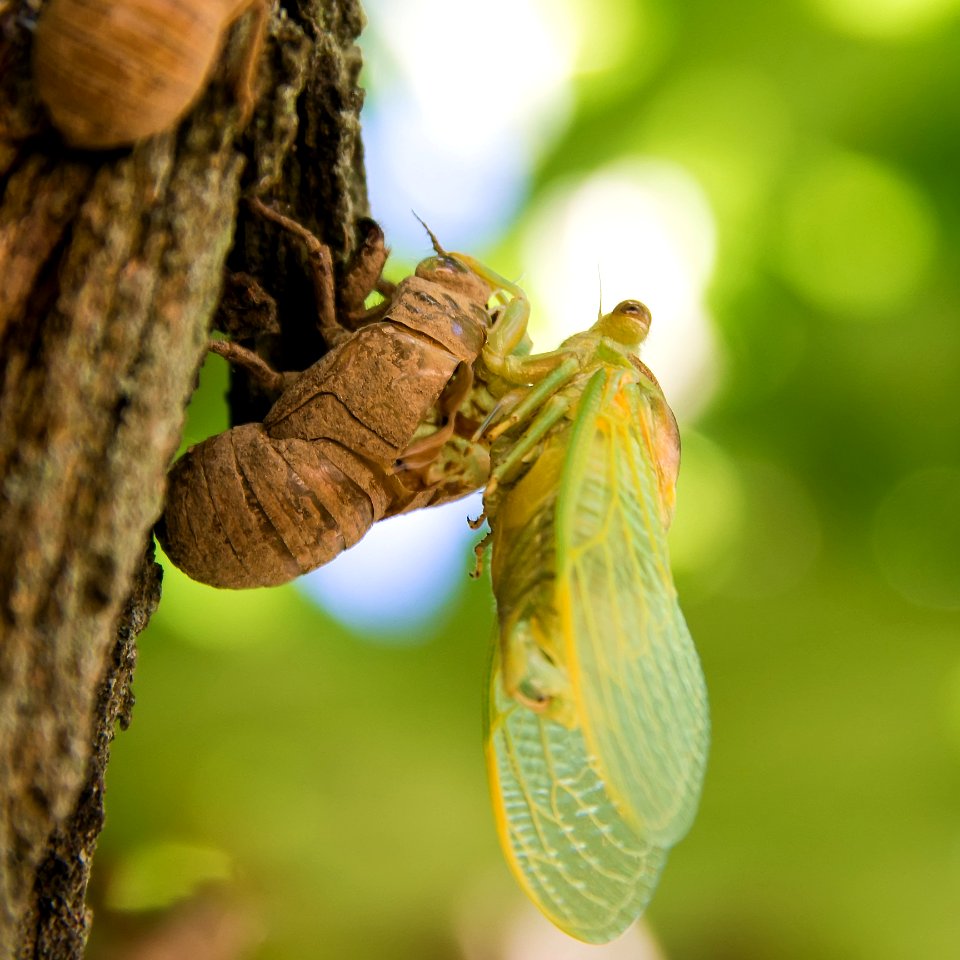 Insect Invertebrate Cicada Macro Photography