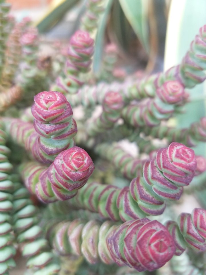 Pink Material Tree Thread