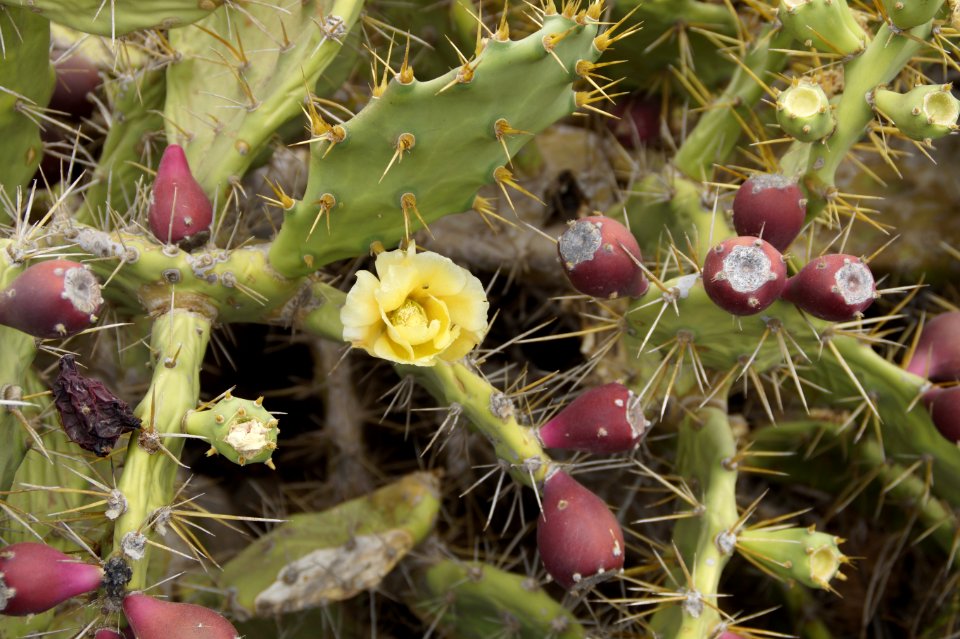 Plant Flowering Plant Vegetation Cactus