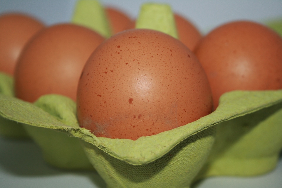 Cooked egg shaped oval