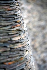 Close Up Wood Trunk Rock photo
