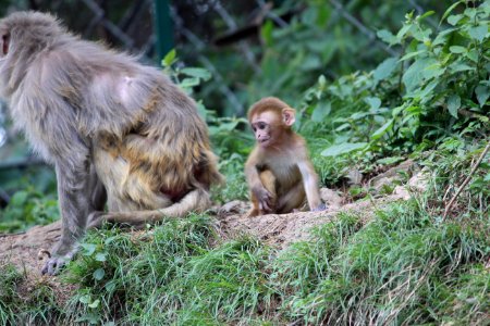 Macaque Fauna Wildlife Primate photo