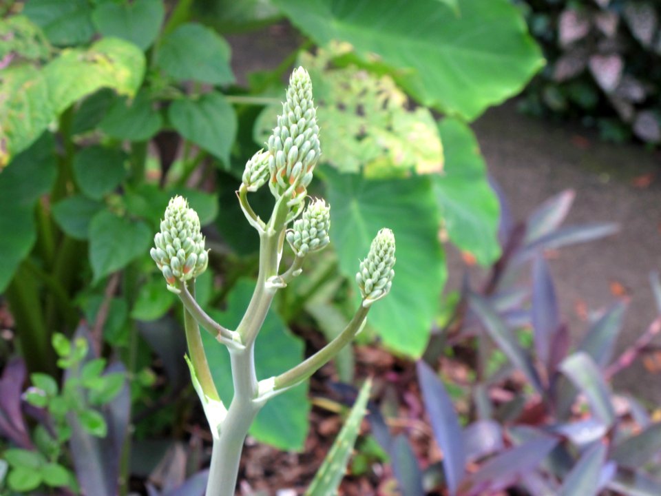 Plant Flora Flower Herb