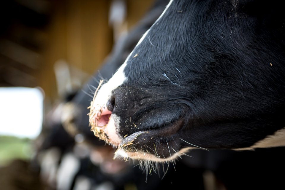 Goats Nose Snout Goat