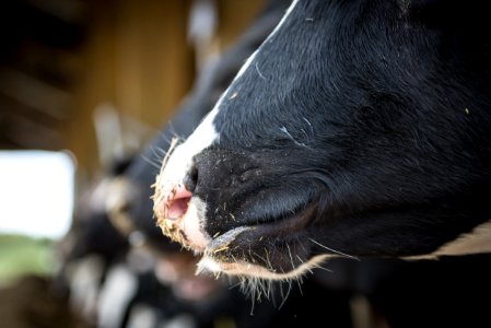 Goats Nose Snout Goat photo