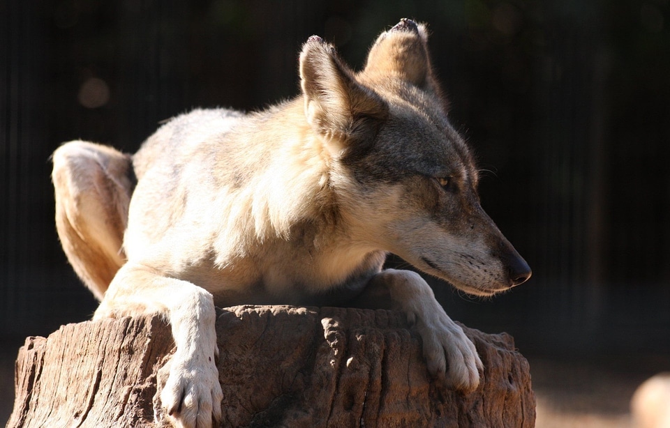 Tree trunk wildlife