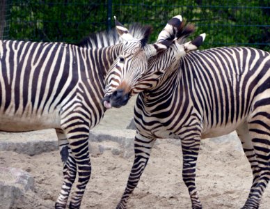 Zebra Wildlife Terrestrial Animal Mammal photo