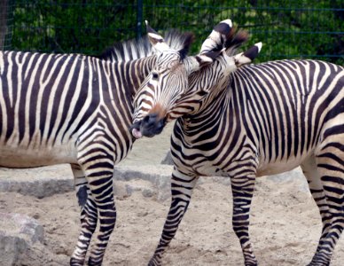 Zebra Wildlife Terrestrial Animal Mammal