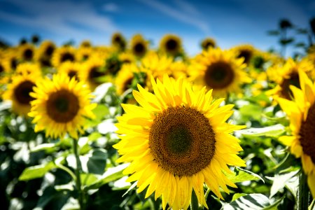 Sunflower Flower Yellow Sunflower Seed photo