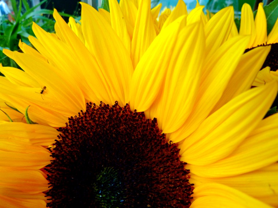 Flower Sunflower Yellow Sunflower Seed photo