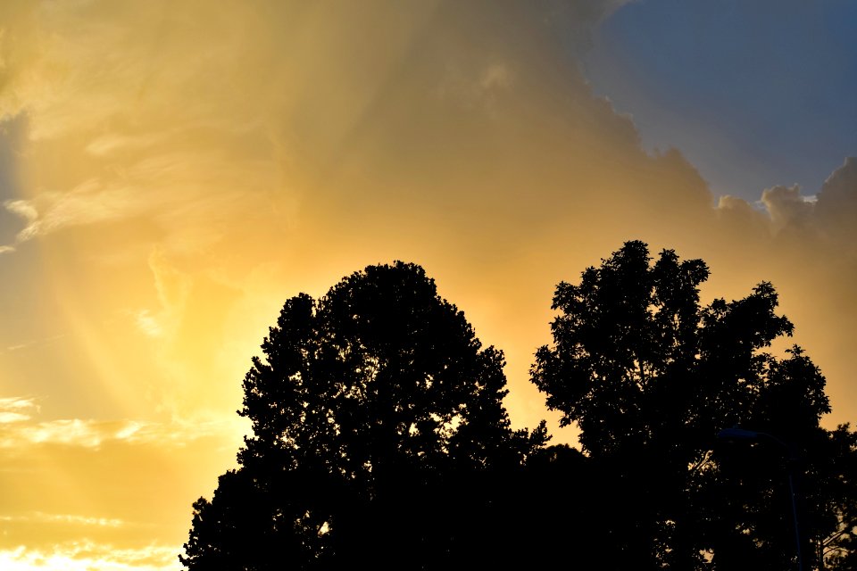 Sky Cloud Tree Atmosphere